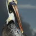 pelican_brown_can_v_0207_mex0217.jpg